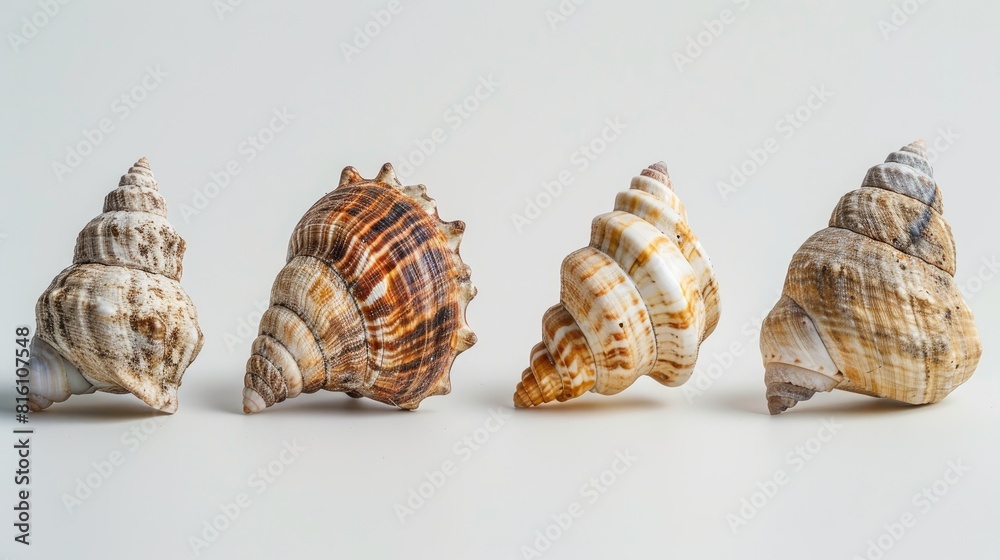 Close up of seashells against a white backdrop