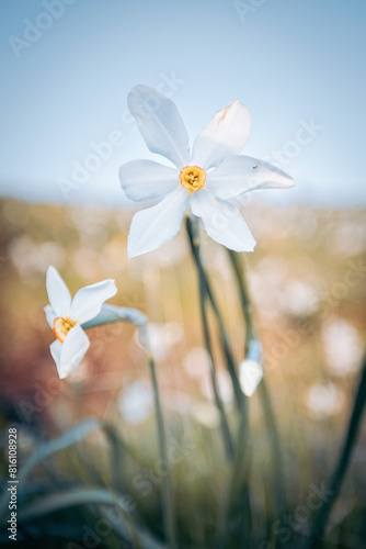 Narciso in fiore, fiore di montagna