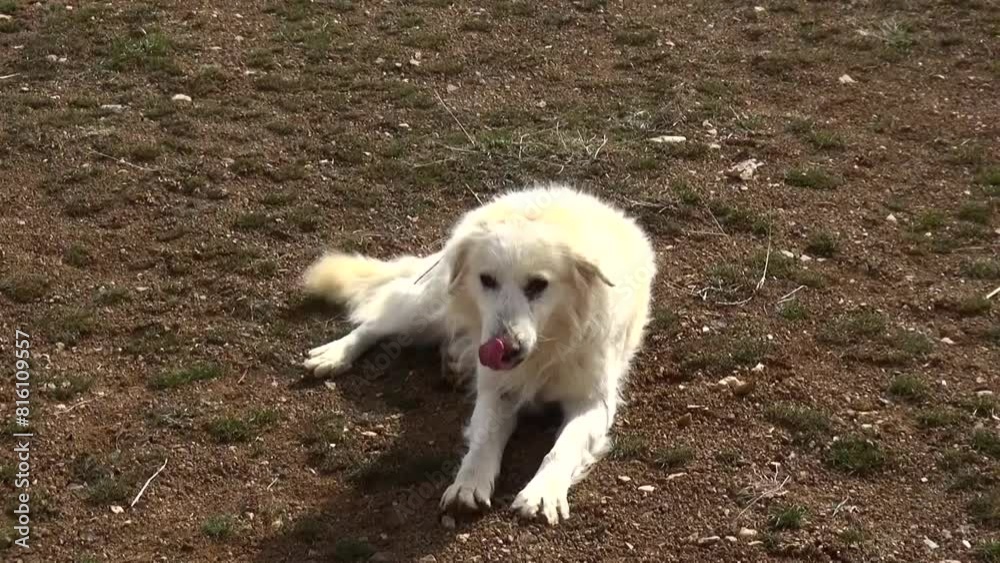 Captivating long shot of a beautiful white dog joyfully interacting with its owner as food is thrown, snow capped hills and mountains back. Captivating long shot of a beautiful white dog joyfully interacting with its owner as food is thrown, snow capped hills and mountains back.