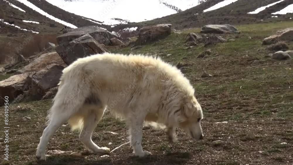 Captivating long shot of a beautiful white dog joyfully interacting with its owner as food is thrown, snow capped hills and mountains back. Captivating long shot of a beautiful white dog joyfully interacting with its owner as food is thrown, snow capped hills and mountains back.