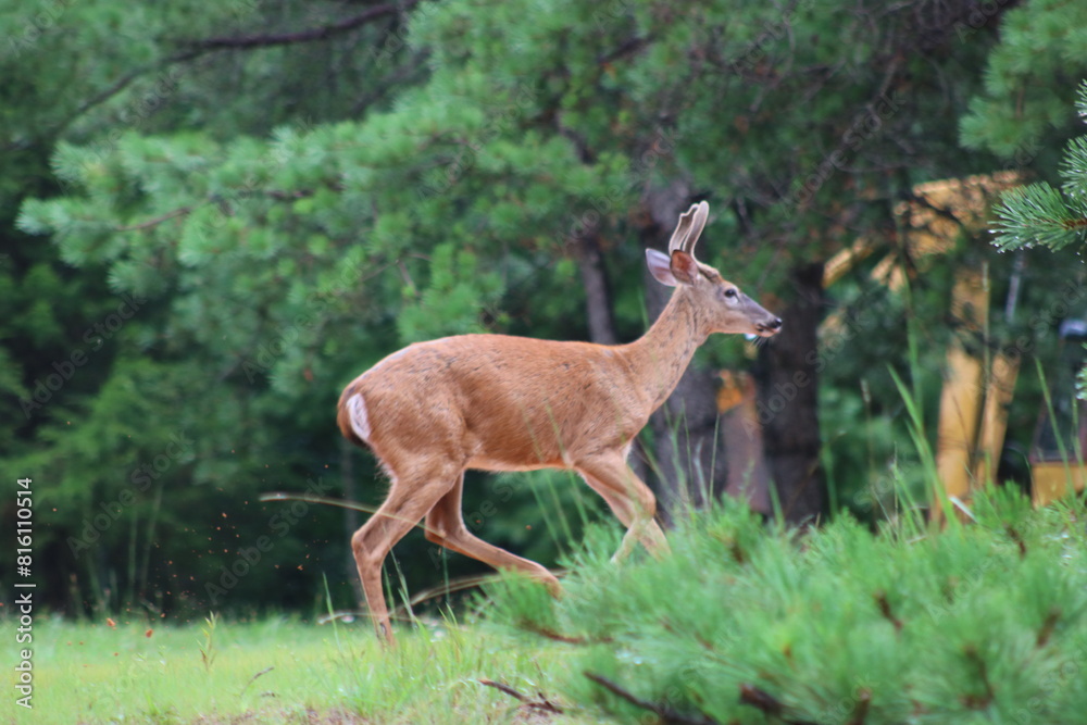 Fototapeta premium young buck deer in the woods