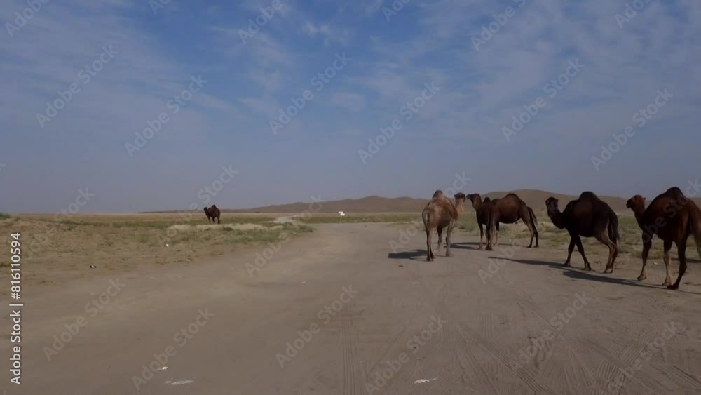 Long shot of a group of camels gather on a road in a vast desert landscape, with another camel visible in the far distance, creating a sense of connection. Long shot of a group of camels gather on a road in a vast desert landscape, with another camel visible in the far distance, creating a sense of connection.