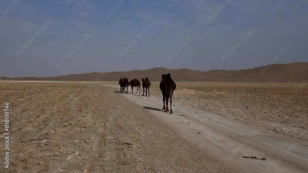 Journeying through the rugged beauty of the desert, a group of camels traverses the vast expanse under the watchful gaze of distant mountains. Journeying through the rugged beauty of the desert, a group of camels traverses the vast expanse under the watchful gaze of distant mountains.