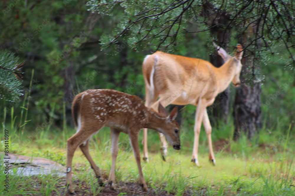 fawn deer in the woods with mama doe fawn deer in the woods with mama doe