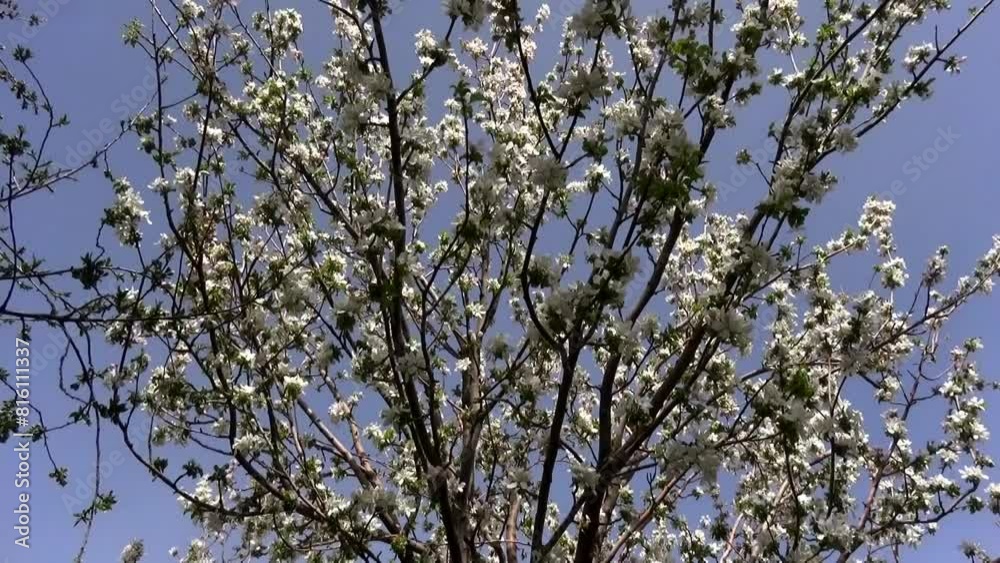Close up ground level shot of a tree with delicate white flowers, showcasing the beauty of spring as its branches sway in the gentle breeze with blue sky backdrop. Close up ground level shot of a tree with delicate white flowers, showcasing the beauty of spring as its branches sway in the gentle breeze with blue sky backdrop.