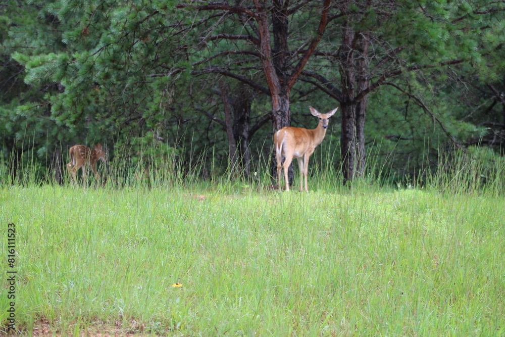 deer in the woods with fawn