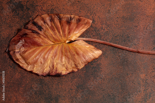 An old leaf of chocolate alocasia. The beauty of fading concept. A hand-taken photo, not AI
