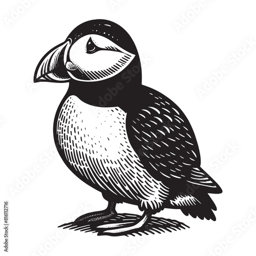 Puffin bird. Beautiful vintage engraving vector illustration, icon, logo, emblem