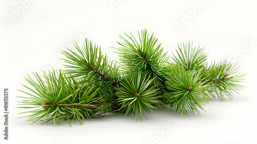 A cluster of pine needles isolated on white background perfect for holiday nature or forestry content