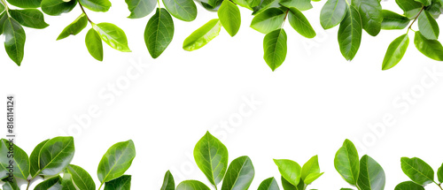 green leaves frame boarder isolated png transparent background