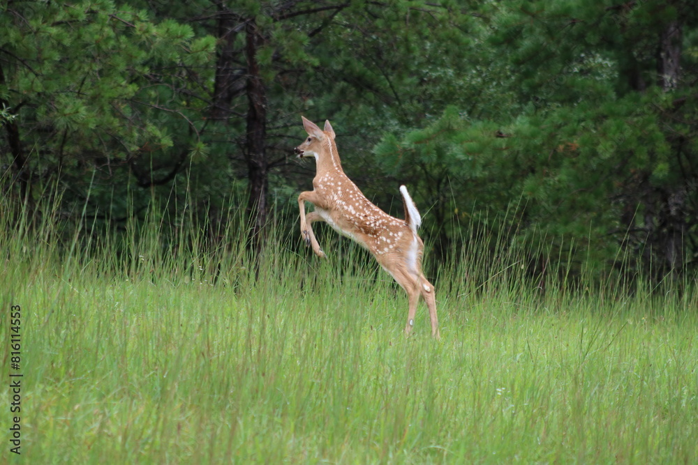 spotted deer fawn running, leaping and playing in the grass