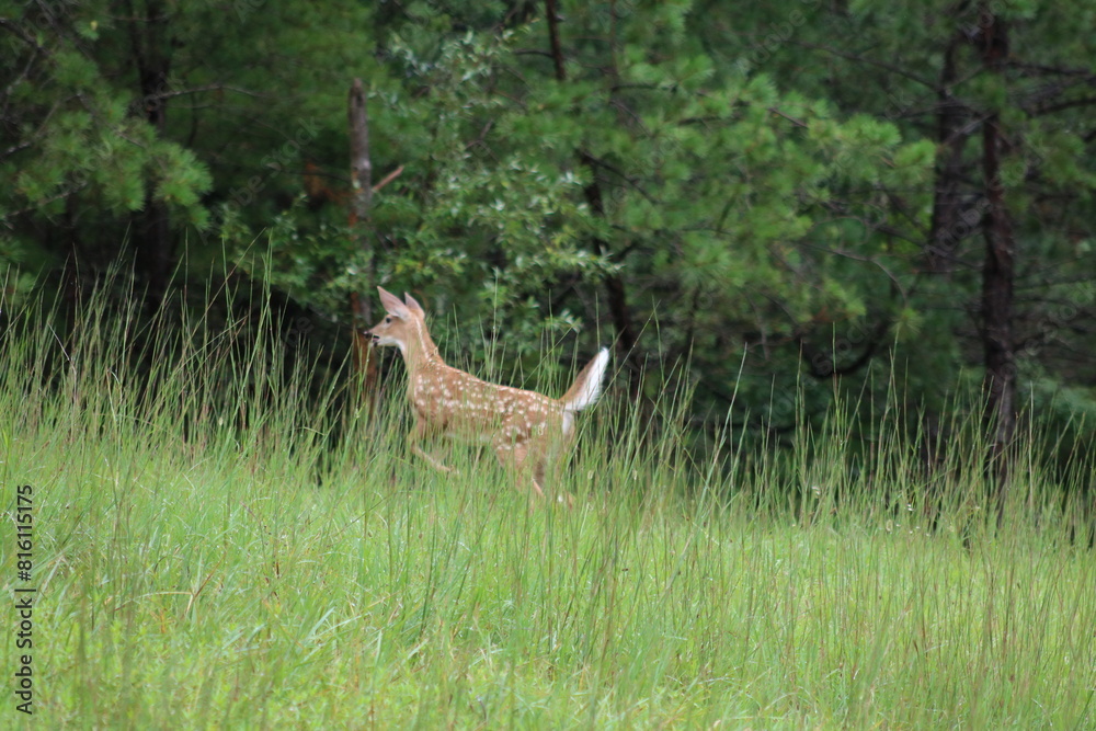spotted deer fawn running in the grass spotted deer fawn running in the grass
