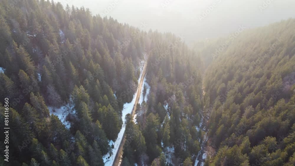 Foret effet soleil - Drone 4K