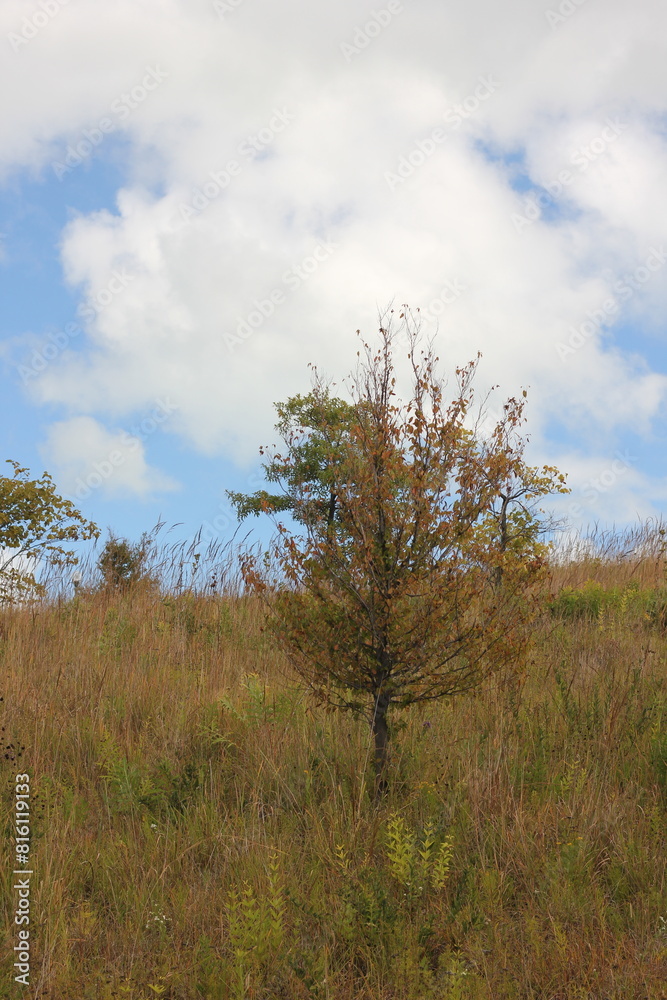 Plants growing in the fields in autumn. Plants growing in the fields in autumn.