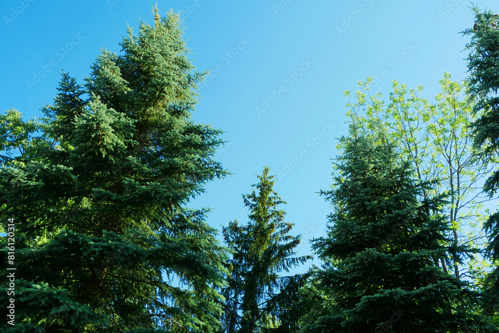 Forest of spruce trees, view from below.