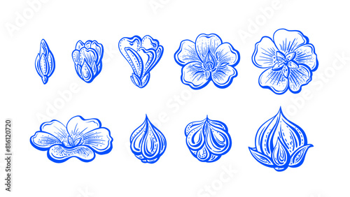 Blue flax flower, linen seed Vector hand drawn set