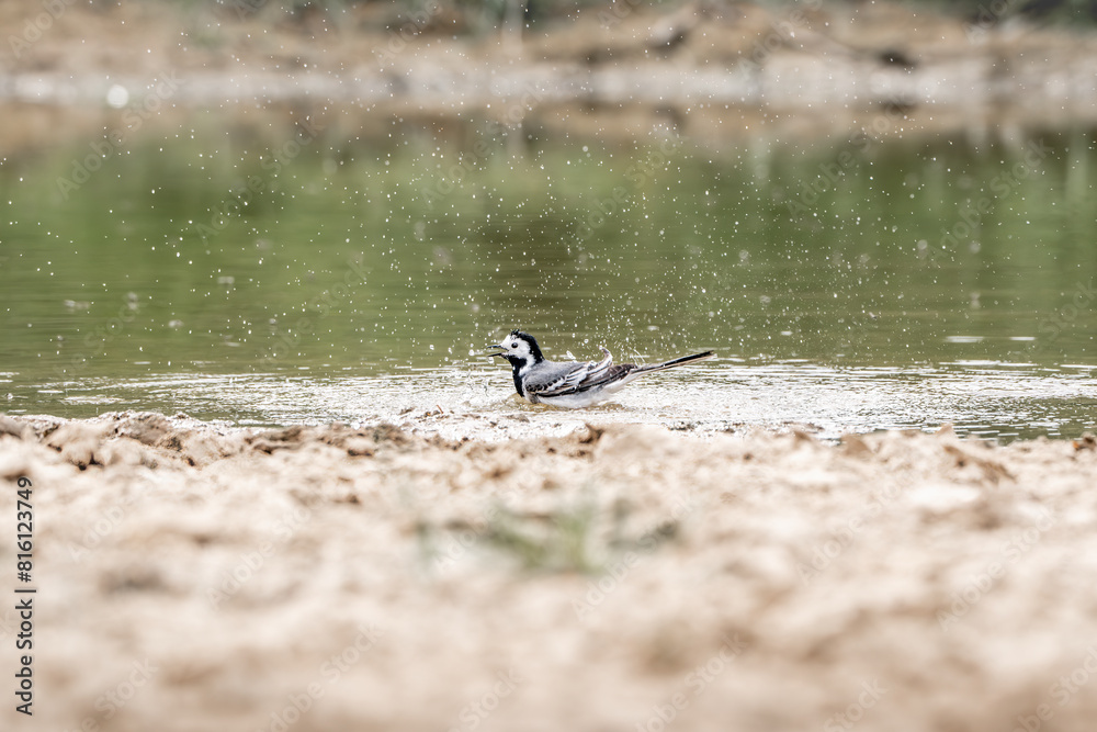 wagtail bird washing cleaning bathing itself in the water with drops and splashes