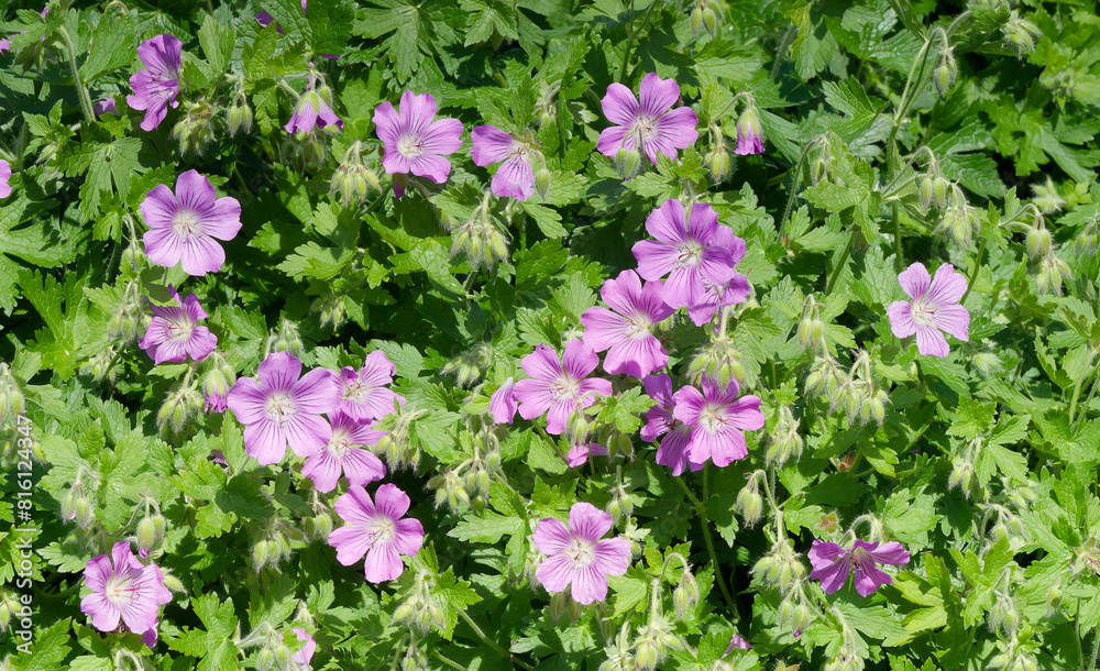 Geranium hybrid gracile 'Sirak' or cranesbill. Candy pink flowers veined with purple and white eye and dark green, cut, abundant foliage, producing an excellent decorative ground cover Geranium hybrid gracile 'Sirak' or cranesbill. Candy pink flowers veined with purple and white eye and dark green, cut, abundant foliage, producing an excellent decorative ground cover