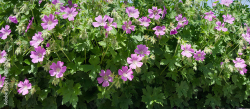 Geranium 'Sirak', variety of cranesbill  for ground cover. Lobed and wrinkled medium-green leaves constrasting with light pink flowers with dark veins and white eye from late spring to mid-summer
