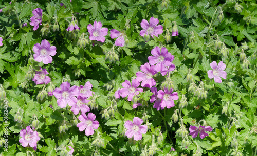 Geranium hybrid gracile 'Sirak' or cranesbill. Candy pink flowers veined with purple and white eye and dark green, cut, abundant foliage, producing an excellent decorative ground cover