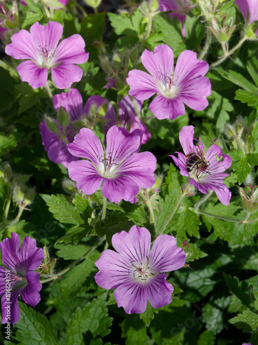 Geranium hybrid gracile 'Sirak'. Cranesbill. Hardy perennial plant, robust and very floriferous producing purple-pink flowers remarkably veined above neat clumps of medium-green cut foliage
