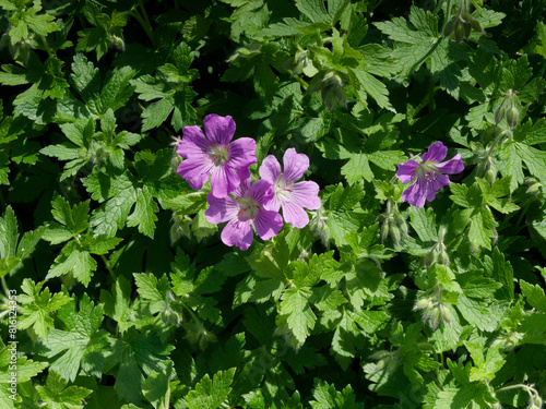 Geranium hybrid gracile 'Sirak' or cranesbill. Densely bushy plant with rounded, lobed lilac flowers with nodding buds on upright stems bearing medium-green slightly wrinkled foliage
