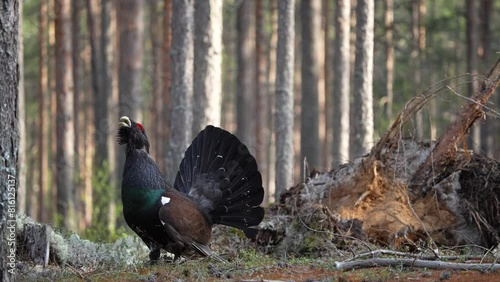 CAPERCAILLIE
(Tetrao urogallus)
The world’s largest grouse, the capercaillie is an impressive bird which has roamed pine forests for thousands of years. photo