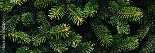 A lush background of dark green pine needles  ideal as a nature-oriented wallpaper  with an abstract  best seller potential