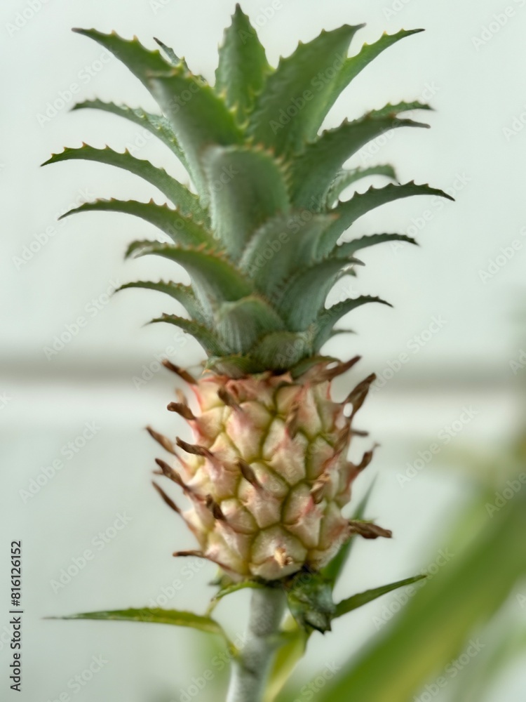 pineapple close up pineapple close up