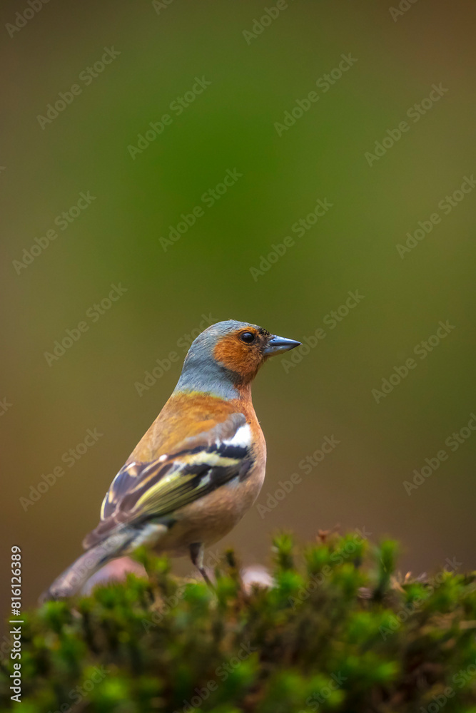Chaffinch, Fringilla coelebs, male singing on a tree in a green forest. Chaffinch, Fringilla coelebs, male singing on a tree in a green forest.
