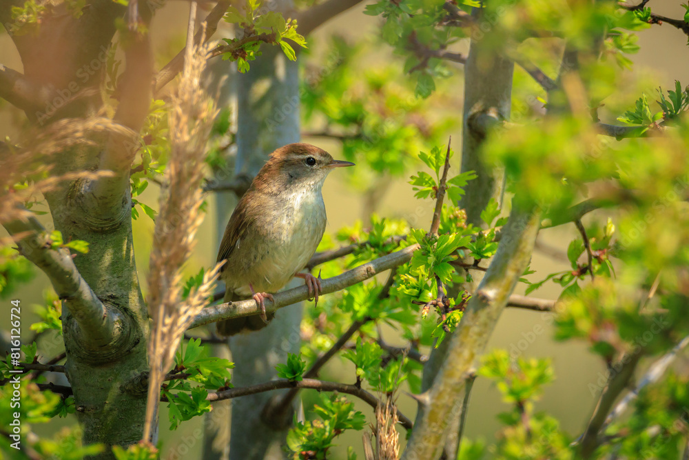 Cetti's warbler, cettia cetti, bird singing and perched Cetti's warbler, cettia cetti, bird singing and perched