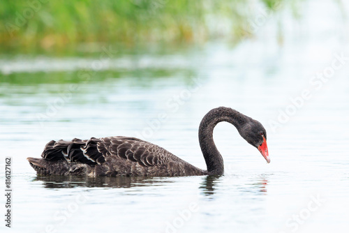 Black swan, Cygnus atratus, swimming photo