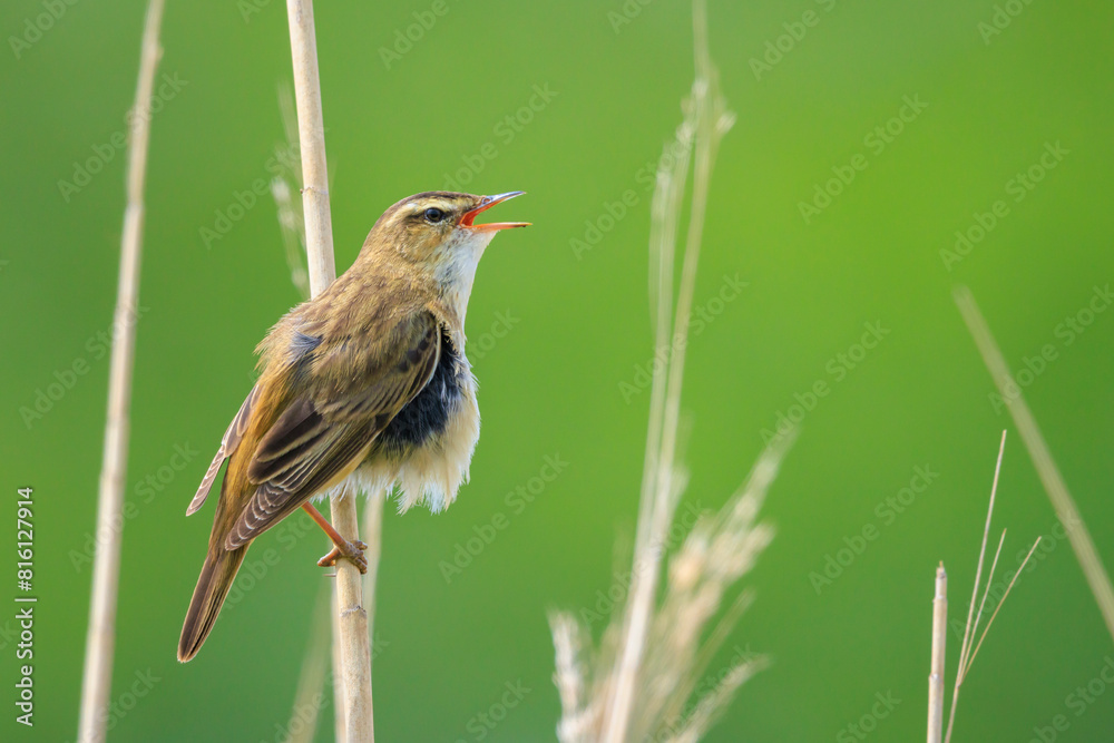 Fototapeta premium Sedge Warbler, Acrocephalus schoenobaenus, singing