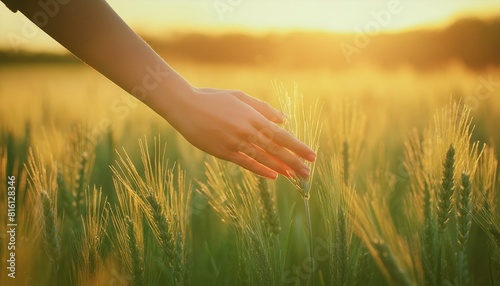 Female hand brushes barley in warm light. AI generated