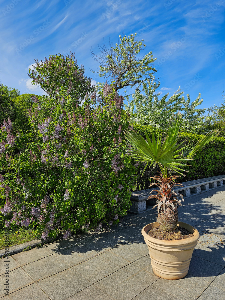 blooming lilac bush in spring and a palm tree in a pot