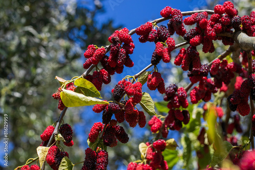 Fotografía mulberry tree close-up images