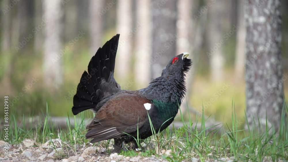 The Western Capercaillie (Tetrao urogallus) is a beautiful and almost mystical bird that has long attracted people’s attention thanks to its way of life. 