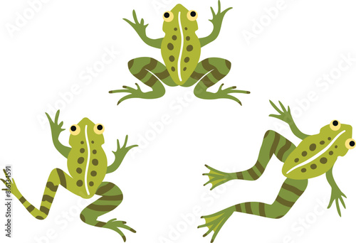 Frogs. Set with vector illustration. Wild animals