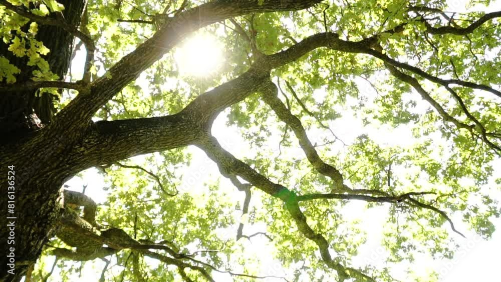 Rays of bright sun pass through the branches of a large tree. The crown of a branchy oak lets in warm sunlight. Hot summer and cool shade of trees. Under a huge tree. Rays of light. Park. Rays of bright sun pass through the branches of a large tree. The crown of a branchy oak lets in warm sunlight. Hot summer and cool shade of trees. Under a huge tree. Rays of light. Park.