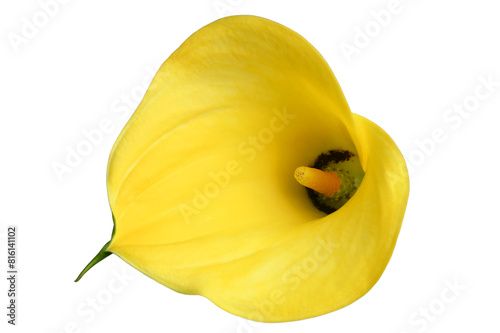 Yellow Calla lilies (Zantedeschia elliottiana) photo