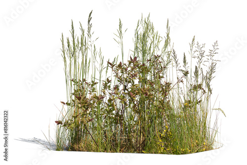 Composition of different wild green plants isolated on white background
