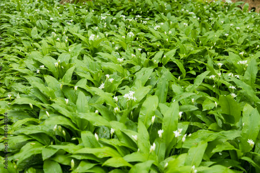In forest naturally growing wind garlic in the forest of Bornholm island - Denmark Europe In forest naturally growing wind garlic in the forest of Bornholm island - Denmark Europe