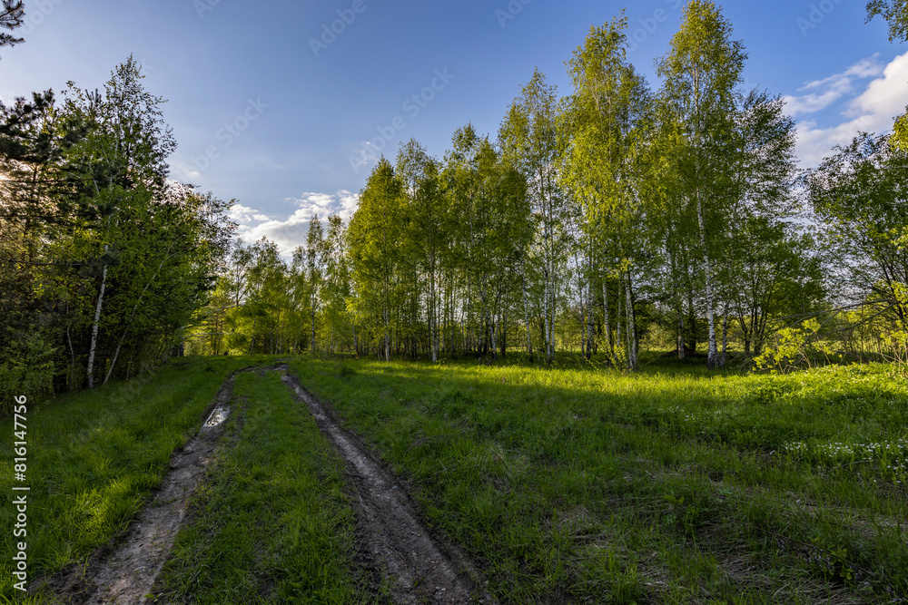Landscape with a path and a puddle. Young birch trees along a country road. Bright sunny day, the sun illuminates the young green grass.