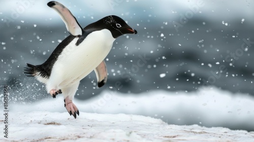 An Adelie Penguin captured mid-leap with snow scattering beneath  against a cloudy backdrop