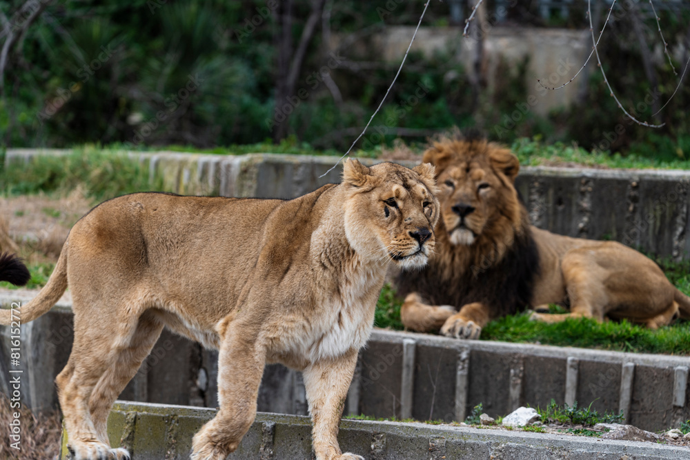 photographs of lions and lionesses, resting freely photographs of lions and lionesses, resting freely