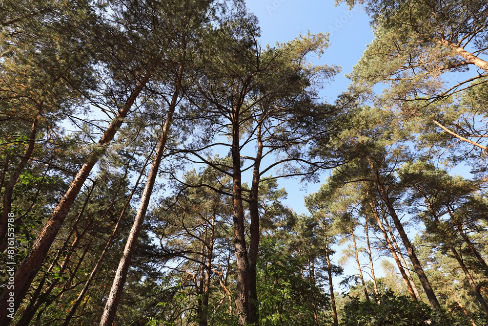 Fototapeta premium High pine trees in front of a sky