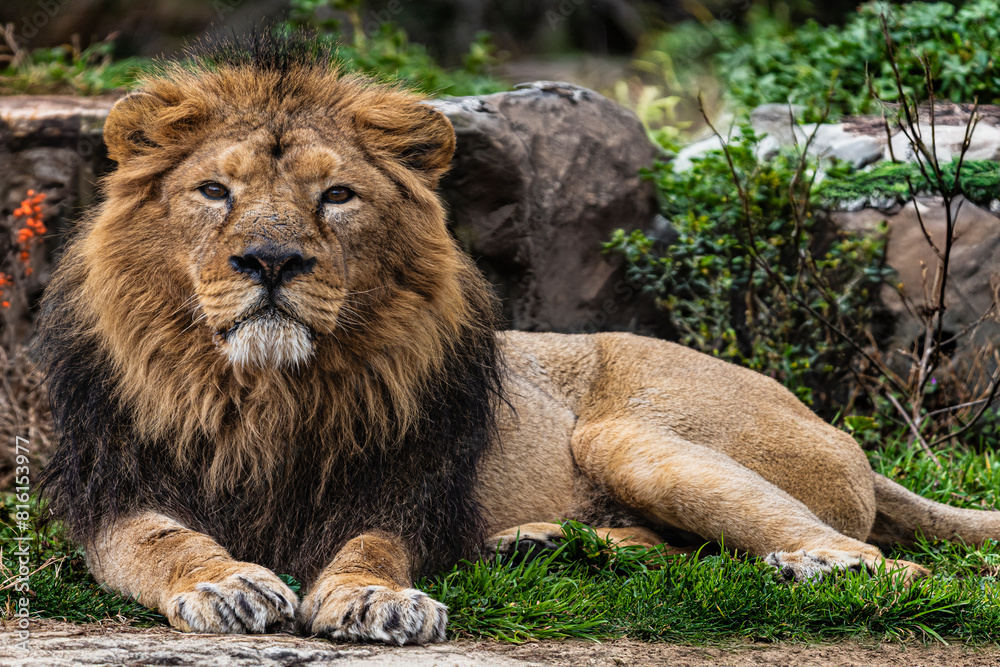 photographs of lions and lionesses, resting freely photographs of lions and lionesses, resting freely
