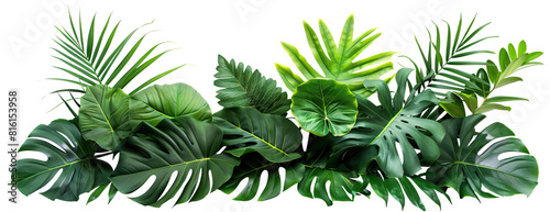 Lush green tropical plants bush (monstera, palm, rubber plant, pine and fern), cut out photo