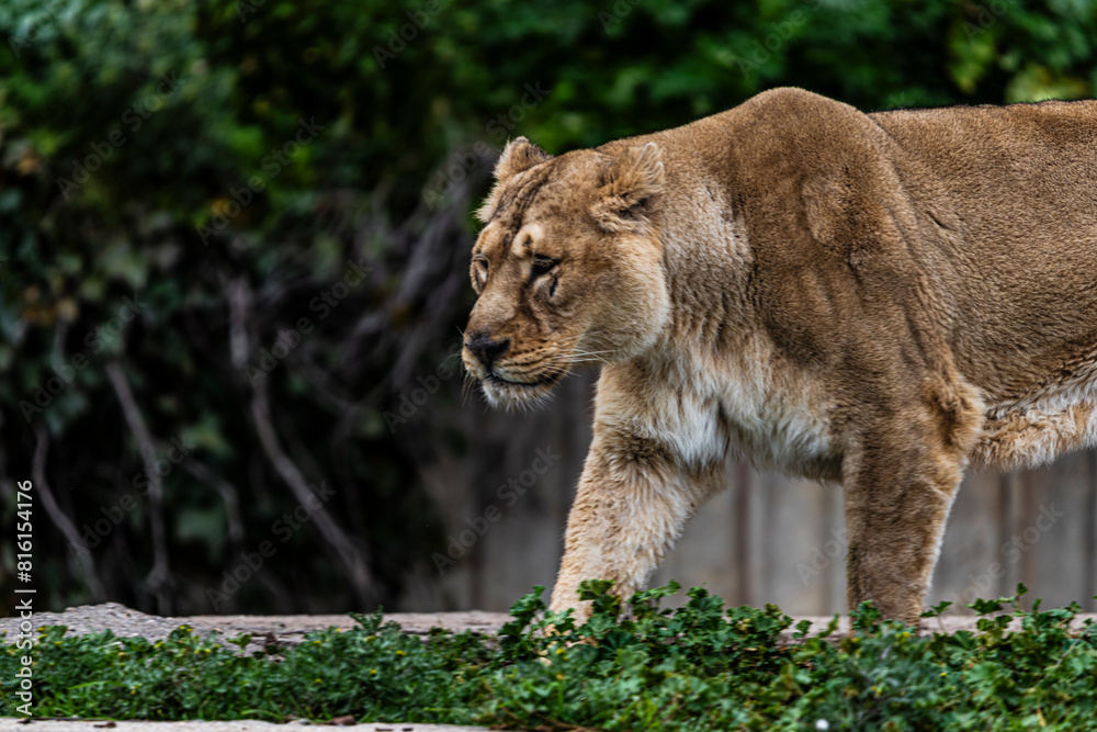 photographs of lions and lionesses, resting freely photographs of lions and lionesses, resting freely