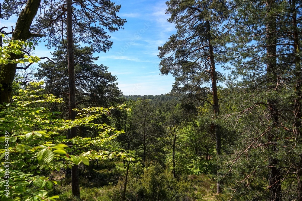 Fototapeta premium Vue sur les hauteurs de la forêt de Fontainebleau, avec tons vifs